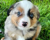Max, a male Miniature Australian Shepherd for sale in Auburn, NE – 4 of 7