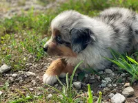 Finley, a male Miniature Australian Shepherd for sale in Auburn, NE – 3 of 5