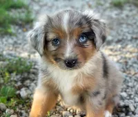 Stella, a female Toy Australian Shepherd for sale in Auburn, NE – 4 of 6