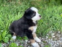 Blaze, a male Miniature Australian Shepherd for sale in Auburn, NE – 2 of 6