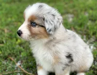 Charlie, a male Miniature Australian Shepherd for sale in Auburn, NE – 5 of 6
