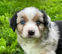 Blue, a male Miniature Australian Shepherd for sale in Auburn, NE – 2 of 6
