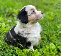 Blue, a male Miniature Australian Shepherd for sale in Auburn, NE – 6 of 6