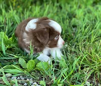 Duke, a male Miniature Australian Shepherd for sale in Auburn, NE – 3 of 6