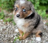 Luna, a female Miniature Australian Shepherd for sale in Auburn, NE – 4 of 5