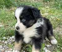 Ozzy, a male Miniature Australian Shepherd for sale in Auburn, NE – 2 of 6
