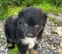 Max, a male Miniature Australian Shepherd for sale in Auburn, NE – 3 of 5