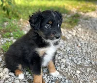 Piper, a female Toy Australian Shepherd for sale in Auburn, NE – 3 of 6
