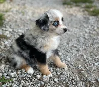 Gracie, a female Toy Australian Shepherd for sale in Auburn, NE – 5 of 6