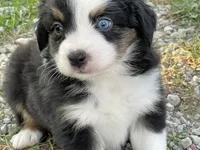 Lily, a female Miniature Australian Shepherd for sale in Auburn, NE – 2 of 6
