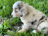 Bella, a female Miniature Australian Shepherd for sale in Auburn, NE – 6 of 6