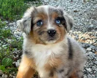 Stella, a female Toy Australian Shepherd for sale in Auburn, NE – 2 of 6