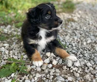 Piper, a female Toy Australian Shepherd for sale in Auburn, NE – 5 of 6