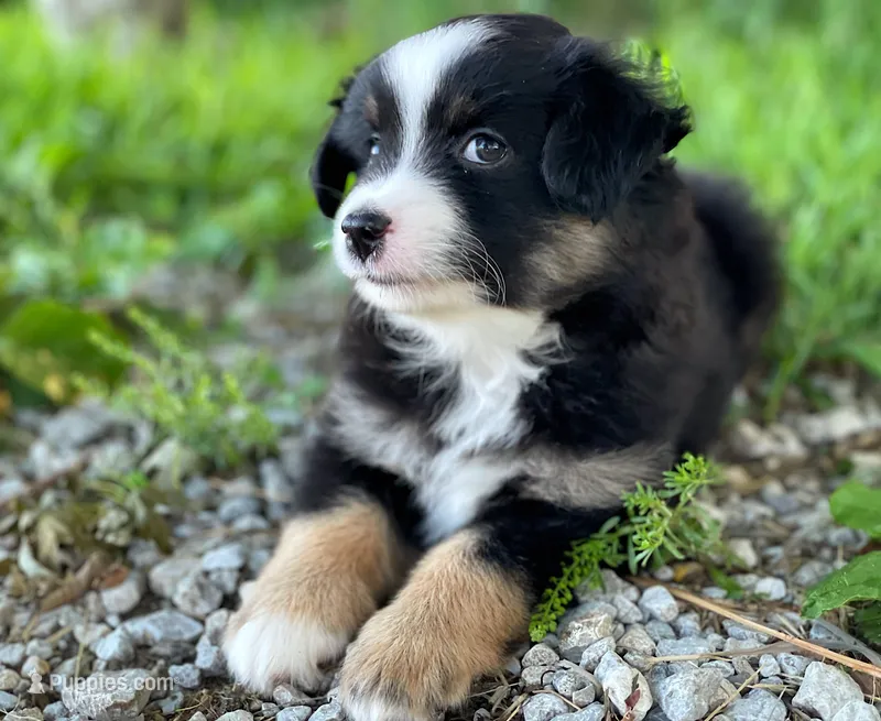 Rocky – Miniature Australian Shepherd puppy for sale in Auburn, NE