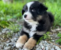 Rocky, a male Miniature Australian Shepherd for sale in Auburn, NE – 1 of 6