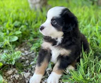 Blaze, a male Miniature Australian Shepherd for sale in Auburn, NE – 5 of 6