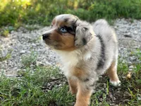 Stella, a female Toy Australian Shepherd for sale in Auburn, NE – 6 of 6