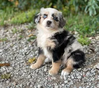 Gracie, a female Toy Australian Shepherd for sale in Auburn, NE – 2 of 6