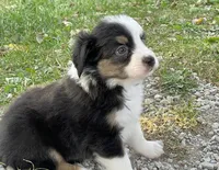 Lily, a female Miniature Australian Shepherd for sale in Auburn, NE – 6 of 6