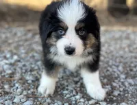 Chase, a male Miniature Australian Shepherd for sale in Auburn, NE – Photo 3 of 7