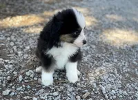 Chase, a male Miniature Australian Shepherd for sale in Auburn, NE – Photo 6 of 7