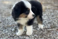 Chase, a male Miniature Australian Shepherd for sale in Auburn, NE – Photo 1 of 7