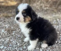 Chase, a male Miniature Australian Shepherd for sale in Auburn, NE – Photo 2 of 7
