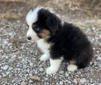 Chase, a male Miniature Australian Shepherd for sale in Auburn, NE – Photo 5 of 7