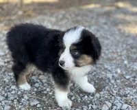Chase, a male Miniature Australian Shepherd for sale in Auburn, NE – Photo 4 of 7
