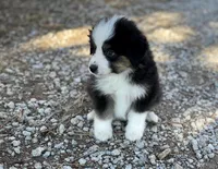 Chase, a male Miniature Australian Shepherd for sale in Auburn, NE – Photo 7 of 7