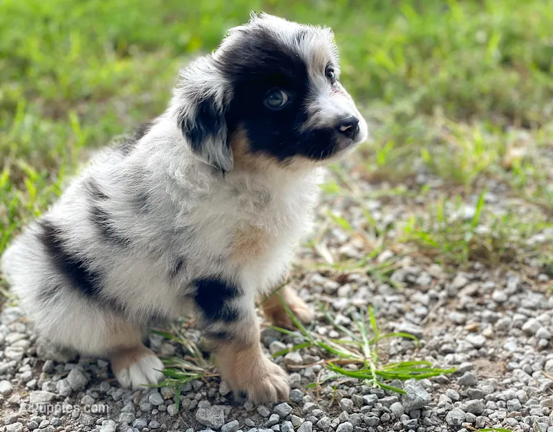 Faith – Miniature Australian Shepherd puppy for sale in Auburn, NE