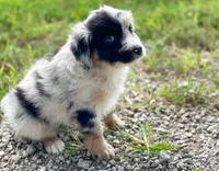 Faith, a female Miniature Australian Shepherd for sale in Auburn, NE – 1 of 7