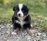 Bella, a female Miniature Australian Shepherd for sale in Auburn, NE – 6 of 7