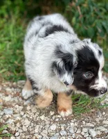 Faith, a female Miniature Australian Shepherd for sale in Auburn, NE – 4 of 7