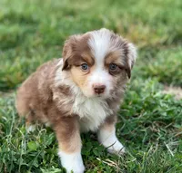 Max, a male Miniature Australian Shepherd for sale in Auburn, NE – Photo 7 of 7