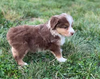 Max, a male Miniature Australian Shepherd for sale in Auburn, NE – Photo 3 of 7