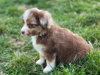 Max, a male Miniature Australian Shepherd for sale in Auburn, NE – Photo 2 of 7
