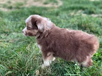 Max, a male Miniature Australian Shepherd for sale in Auburn, NE – Photo 4 of 7