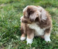 Max, a male Miniature Australian Shepherd for sale in Auburn, NE – Photo 6 of 7