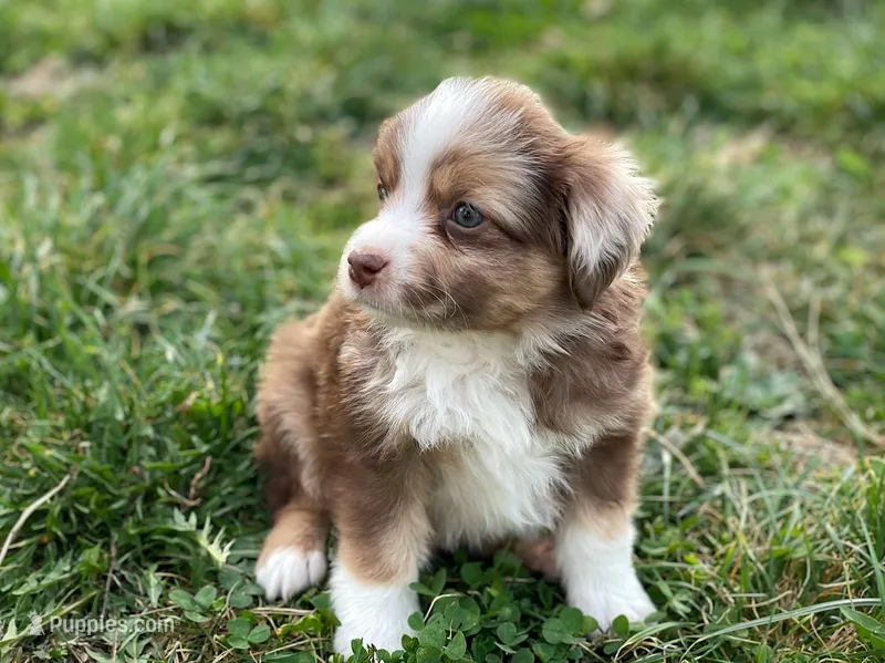 Max – Miniature Australian Shepherd puppy for sale in Auburn, NE
