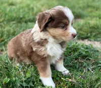 Max, a male Miniature Australian Shepherd for sale in Auburn, NE – Photo 5 of 7