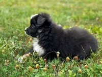 Hazel, a female Toy Australian Shepherd for sale in Auburn, NE – 3 of 6