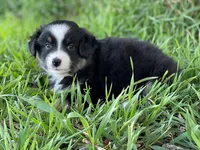 Rocky, a male Miniature Australian Shepherd for sale in Auburn, NE – 3 of 6