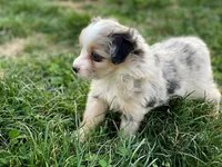 Charlie, a male Miniature Australian Shepherd for sale in Auburn, NE – Photo 7 of 7