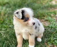 Charlie, a male Miniature Australian Shepherd for sale in Auburn, NE – Photo 1 of 7