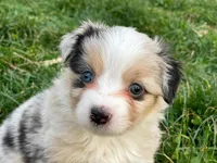 Charlie, a male Miniature Australian Shepherd for sale in Auburn, NE – Photo 2 of 7