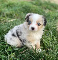 Charlie, a male Miniature Australian Shepherd for sale in Auburn, NE – Photo 3 of 7