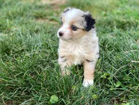 Charlie, a male Miniature Australian Shepherd for sale in Auburn, NE – Photo 4 of 7