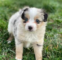 Charlie, a male Miniature Australian Shepherd for sale in Auburn, NE – Photo 6 of 7