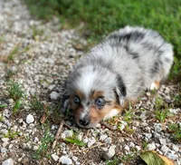 Finley, a male Miniature Australian Shepherd for sale in Auburn, NE – 5 of 5